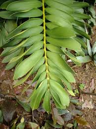 Image result for Zamia furfuracea