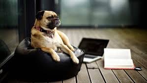 New and best 97,000 of desktop wallpapers, hd backgrounds for pc & mac, laptop, tablet, mobile phone category: Pug Laptop Books Mac Book Dog Wallpapers Hd Desktop And Mobile Backgrounds