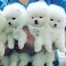 The cost fluctuates as per the breeder's location or the origin of the puppy. Pomeranian Puppies For Sale Get Pics And Price O Pomeranian Puppies For Sale Get Pics And Price On Cute Baby Animals Cute Animals Pomeranian Puppy For Sale