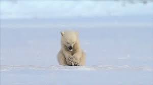 Seal Accidentally Scares A Small Baby Polar Bear Seal Bear Babybear Polarbear Baby Polar Bears Polar Bear Bear