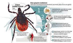 Causes et facteurs de risque de lyme. La Maladie De Lyme Materia Medica