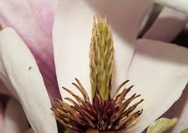 Image result for Magnoliaceae