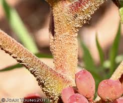 Image result for Lannea edulis