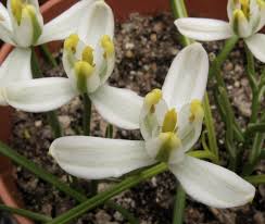 Image result for Albuca