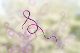 What S The Connection Between Lyme Epstein Barr Lyme Disease Lyme Chronic Fatigue Symptoms