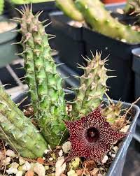 Huernia Stapelioides Starfish Cactus Carrion Flower Etsy Carrion Flower Corpse Flower Planting Succulents