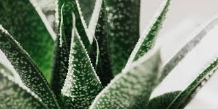 How To Use Aloe Vera For Acne 6 Ways To Get Clear Skin Public Goods Blog