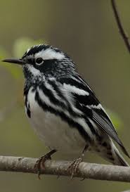 Brown Bird With Black And White Wings Pin On Free As A Bird