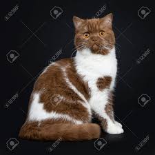 You only need to comb its coat weekly in order to do away with its dead hairs. Beautiful Cinnamon With White British Shorthair Cat Sitting On Stock Photo Picture And Royalty Free Image Image 113734866