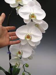 Top 10 Phalaenopsis Orchids Care Tips Phalaenopsis Orchid Care Orchid Flower Phalaenopsis Orchid