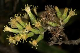 Image result for Brachylaena huillensis