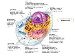 We did not find results for: Cell Review Organelles Looking Inside Cells Organelles Smaller Structures Inside The Cell Carry Out Specific Functions For The Cell Ppt Download