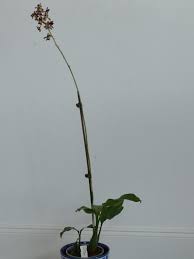 Image result for Oeceoclades saundersiana