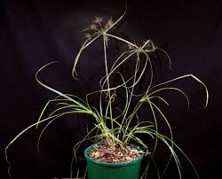 Image result for Cyperus distans