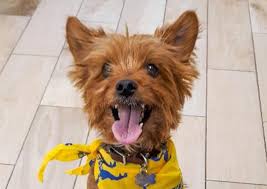 We are committed to providing quality, ethical. Stratford Hills Veterinary Center Richmond Veterinarians