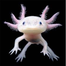 Noah Oskow 🇺🇸ノア🇯🇵 נח🔯 on X: Working on a translation featuring  axolotls - and turns out the Japanese word for axolotl is quite the 和製英語  (pseudo-anglicism): ウーパールーパー (ūpārūpā), from Whooper Looper. Seems