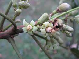 Image result for Trichilia prieuriana