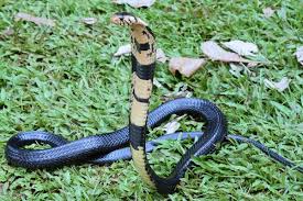 Africa S Biggest Cobra Is Five Species Not One Study Finds Species Cobra Photo