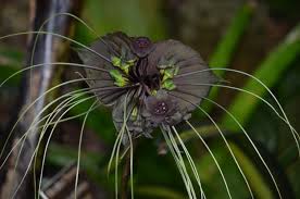 It is commonly called the black bat flower. Black Bat Flower Inspiration Lewis Ginter Botanical Garden