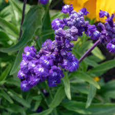 Image result for Salvia farinacea