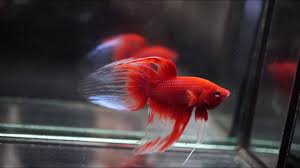 I still admire the ever so common and humble veiltail more than the big fancy halfmoons. Super Red Butterfly Veil Tail Vt Male Betta Fish Youtube