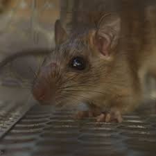 Pest Advice For Controlling Brown Rats