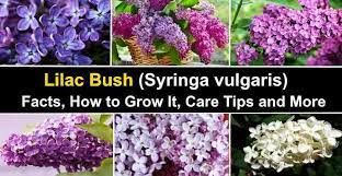 The plants are not dead, only sleeping. upon arrival, remove any packaging from the root system and soak the roots in tepid water for 10 to. Lilac Bush Facts Flowers How To Grow It Care Tips Pictures
