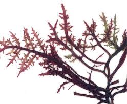 Image result for Andropogon canaliculatus