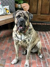 Cane Corso Reverse Brindle Cane Corso Dog Cane Corso Corso Dog