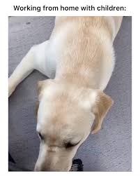 Doggos S Instagram Video I Would Definitely Watch Frozen With Him Via Taleofdaisyandtucker In 2020 Funny Dog Videos Cute Funny Dogs Funny Animal Videos