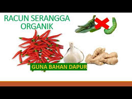 Untuk mengatasi masalah ketidaktepatan sasaran peringkat serangga dan jenis racun. Homemade Cara Buat Racun Serangga Organik Untuk Tanaman Guna Bahan Dapur Youtube