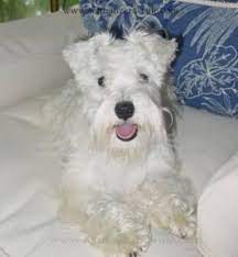 Maybe you would like to learn more about one of these? Miniature Schnauzer Faq Common Mini Schnauzer Questions