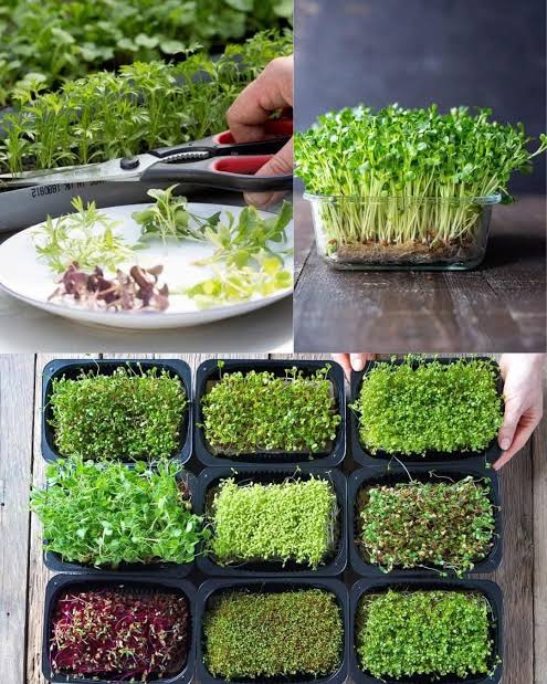 Harvesting slightly above the root mat, AI generated