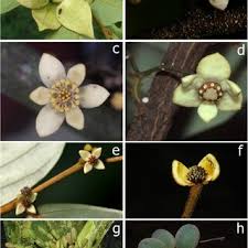 Image result for Monanthotaxis buchananii