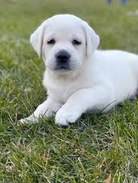 Search through thousands of dogs for sale and puppies for sale adverts near me in the usa and europe at animalssale.com. 15 Best English White Labradors Ideas White Labrador Labrador Dogs