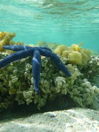 Image result for Lannea virgata