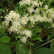 We did not find results for: Gemeine Waldrebe Clematis Vitalba