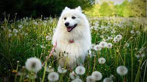 Use 1 tablespoon of fresh dandelion or 1 teaspoon of dried dandelion per cup of boiling water. Wallpaper White Dog Dandelions Flowers Summer 3840x2160 Uhd 4k Picture Image