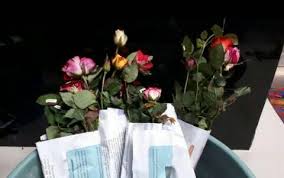 Pembelian minimal 1 bibit bunga mawar ungu #agrobibit. Jual Bibit Mawar Hidup Posts Facebook