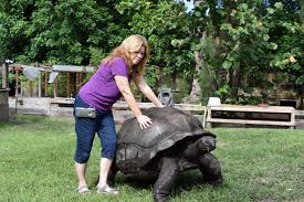 Here are some from nearby areas. Aldabra Florida Iguana Tortoise Breeders