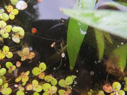 Image result for Wolffiella