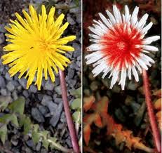 A Bees Eye View How Insects See Flowers Very Differently To Us Bee On Flower Flowers Bee