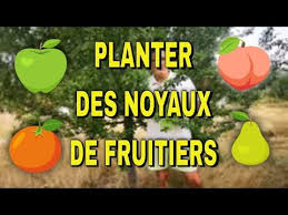 Conserver Et Planter Les Noyaux De Cerises Prunes Abricots Et Peches Youtube Noyau De Cerise Noyau Noyau Abricot