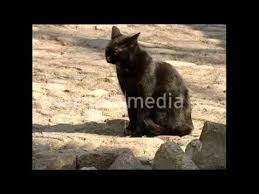 Imslp180893 pmlp316337 ev 53 kapriolen. Bar Und Katze Teilen Essen Zoo Berlin 2006 Footage Berlin