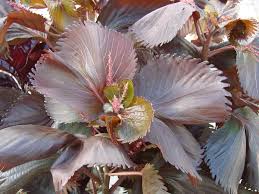 Image result for Acalypha volkensii