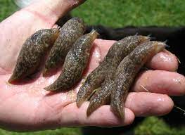 I Don T Like Anyone Touching Slugs Slugs Get Rid Of Slugs Gardening Tips