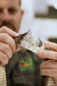 Snake news: The reptile that can kill 60 humans with one bite