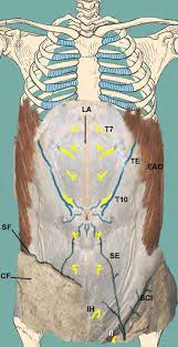 Trabeculae are similar to osteons in that. Skeleton And Walls Of Abdomen