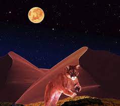 Wallpaper Kucing Malam Di 2021 Wallpaper Kucing Galaxy Wallpaper Kucing