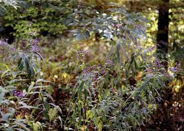 Image result for Vernonia